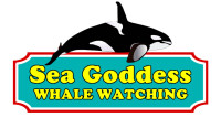 Sea goddess whale watching