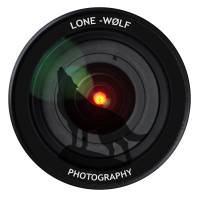 Lone wolf photography
