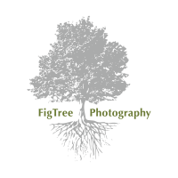Fig tree photography