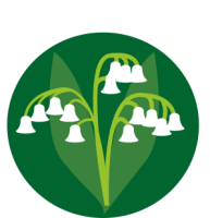 Golcar lily