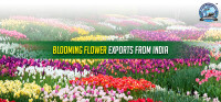 Floral Exports (India)