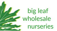 Big leaf wholesale nurseries